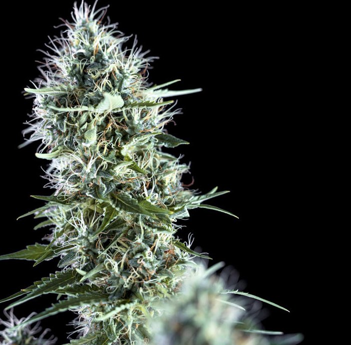 Cogollo de OG Lemon Bilbo con hojas y tricomas